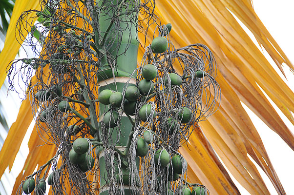 HKMM_2236.jpg (4288x2848) NIKON D300 - 18-200mm f/3.5-5.6 // F5,6 // 1/200 sec // ISO 560 // 200,0 mm // no Flash // 2008:12:08 12:32:35