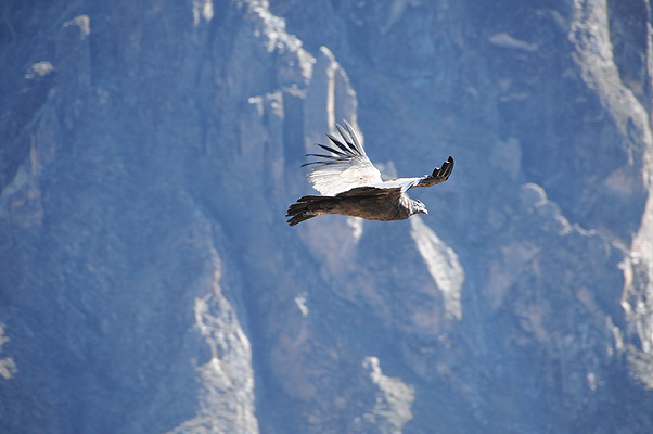 P4174.jpg (4288x2848) NIKON D300 - 18-200mm f/3.5-5.6 // F5,6 // 1/320 sec // ISO 360 // 200,0 mm // no Flash // 2010:09:15 08:27:56