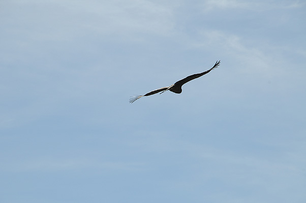 P4187.jpg (4288x2848) NIKON D300 - 18-200mm f/3.5-5.6 // F11 // 1/500 sec // ISO 200 // 200,0 mm // no Flash // 2010:09:15 08:28:08