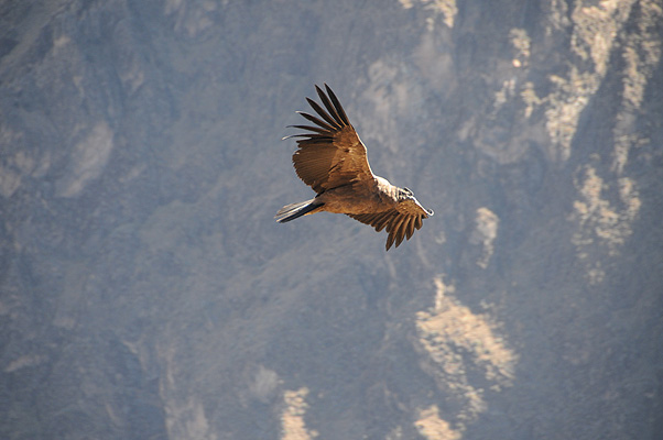 P4192.jpg (4288x2848) NIKON D300 - 18-200mm f/3.5-5.6 // F5,6 // 1/320 sec // ISO 400 // 200,0 mm // no Flash // 2010:09:15 08:28:57