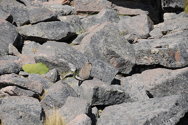 P4431.jpg (4288x2848) NIKON D300 - 18-200mm f/3.5-5.6 // F7,1 // 1/500 sec // ISO 200 // 200,0 mm // no Flash // 2010:09:15 14:57:06