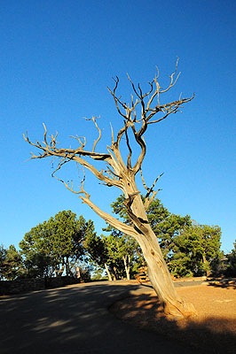 DSC_1154.jpg (4288x2848) NIKON D300 - 18-200mm f/3.5-5.6 // F13 // 1/640 sec // ISO 3200 // 18,0 mm // no Flash // 2008:07:07 18:35:17