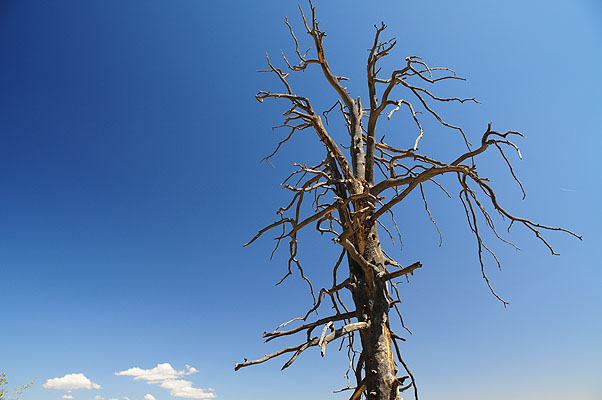 DSC_1328.jpg (4288x2848) NIKON D300 - 18-200mm f/3.5-5.6 // F5,6 // 1/125 sec // ISO 200 // 18,0 mm // no Flash // 2008:07:08 10:08:48