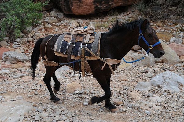 DSC_0714.jpg (4288x2848) NIKON D300 - 18-200mm f/3.5-5.6 // F6,3 // 1/160 sec // ISO 400 // 32,0 mm // no Flash // 2008:07:05 07:51:16