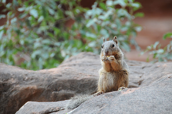 DSC_0746.jpg (4288x2848) NIKON D300 - 18-200mm f/3.5-5.6 // F5,6 // 0.01 sec // ISO 400 // 200,0 mm // no Flash // 2008:07:05 09:07:10