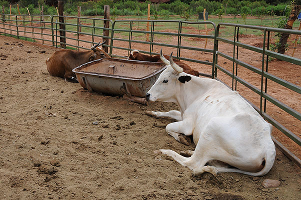 DSC_0758.jpg (4288x2848) NIKON D300 - 18-200mm f/3.5-5.6 // F10 // 1/400 sec // ISO 400 // 26,0 mm // no Flash // 2008:07:05 09:53:03