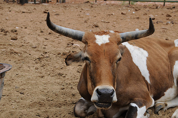 DSC_0759.jpg (4288x2848) NIKON D300 - 18-200mm f/3.5-5.6 // F10 // 1/400 sec // ISO 400 // 48,0 mm // no Flash // 2008:07:05 09:53:46