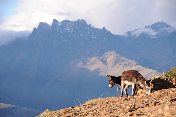 P1824.jpg (4288x2848) NIKON D300 - 18-200mm f/3.5-5.6 // F5,3 // 1/320 sec // ISO 400 // 90,0 mm // no Flash // 2010:09:06 17:02:36