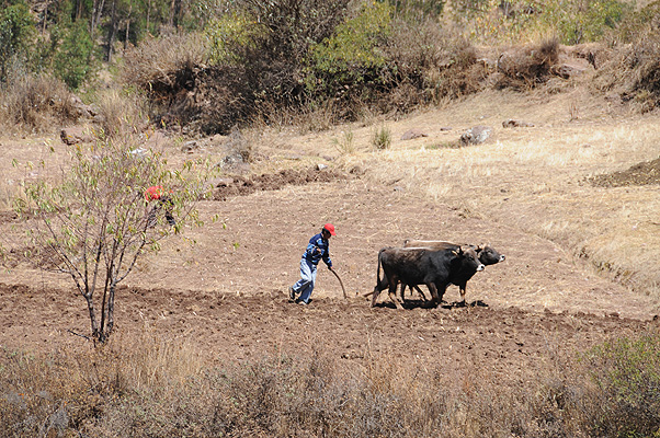 P3003.jpg (4288x2848) NIKON D300 - 18-200mm f/3.5-5.6 // F8 // 1/320 sec // ISO 200 // 200,0 mm // no Flash // 2010:09:10 10:31:11