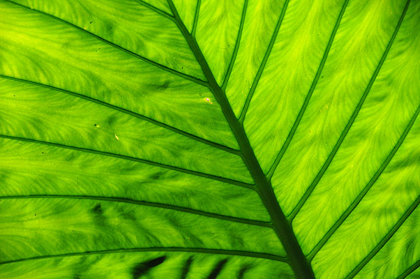 HKMM_0359.jpg (4288x2848) NIKON D300 - 18-200mm f/3.5-5.6 // F5 // 1/500 sec // ISO 1600 // 82,0 mm // no Flash // 2008:11:30 12:18:57