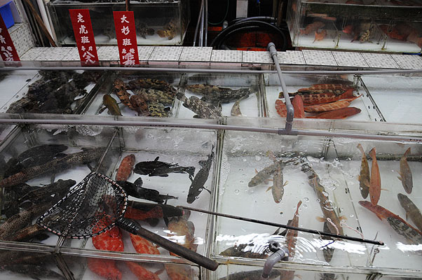 HKMM_1027.jpg (4288x2848) NIKON D300 - 18-200mm f/3.5-5.6 // F3,5 // 1/60 sec // ISO 1600 // 18,0 mm // no Flash // 2008:12:01 11:46:25