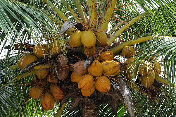 HKMM_1643.jpg (4288x2848) NIKON D300 - 18-200mm f/3.5-5.6 // F9 // 1/320 sec // ISO 400 // 82,0 mm // no Flash // 2008:12:05 14:45:23