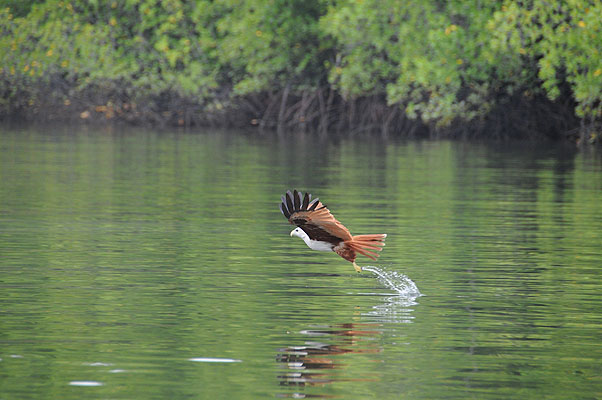 HKMM_1953.jpg (4288x2848) NIKON D300 - 18-200mm f/3.5-5.6 // F5,6 // 1/800 sec // ISO 1000 // 200,0 mm // no Flash // 2008:12:07 10:24:57