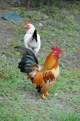 HKMM_2215.jpg (4288x2848) NIKON D300 - 18-200mm f/3.5-5.6 // F5,6 // 1/200 sec // ISO 450 // 170,0 mm // no Flash // 2008:12:08 11:59:48