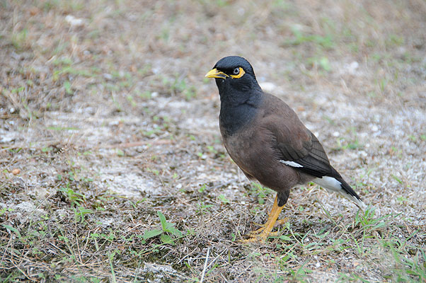 HKMM_2249.jpg (4288x2848) NIKON D300 - 18-200mm f/3.5-5.6 // F5,6 // 1/200 sec // ISO 500 // 150,0 mm // no Flash // 2008:12:08 13:07:55