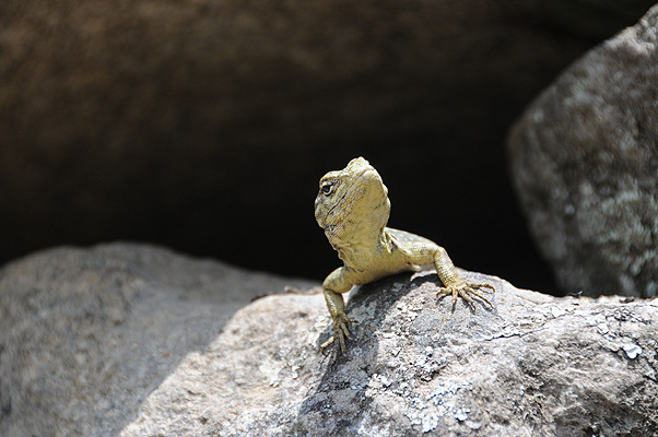 P2894.jpg (4288x2848) NIKON D300 - 18-200mm f/3.5-5.6 // F5,6 // 1/320 sec // ISO 560 // 200,0 mm // no Flash // 2010:09:09 12:15:09