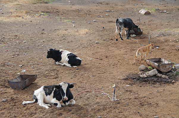 P0320.jpg (4288x2848) NIKON D300 - 18-200mm f/3.5-5.6 // F5 // 1/320 sec // ISO 200 // 42,0 mm // no Flash // 2010:08:29 16:20:38