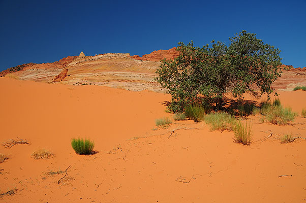 DSC_2727.jpg (4288x2848) NIKON D300 - 18-200mm f/3.5-5.6 // F9 // 1/320 sec // ISO 200 // 18,0 mm // no Flash // 2008:07:17 09:34:04