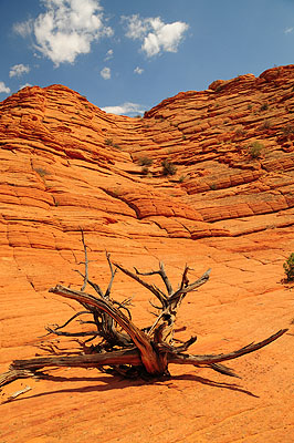 DSC_2945.jpg (4288x2848) NIKON D300 - 18-200mm f/3.5-5.6 // F8 // 1/250 sec // ISO 200 // 18,0 mm // no Flash // 2008:07:17 13:59:37