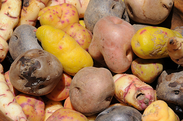 P4031.jpg (4288x2848) NIKON D300 - 18-200mm f/3.5-5.6 // F11 // 1/500 sec // ISO 200 // 95,0 mm // no Flash // 2010:09:14 10:59:34