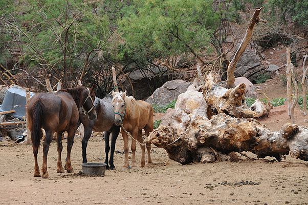 DSC_0756.jpg (4288x2848) NIKON D300 - 18-200mm f/3.5-5.6 // F8 // 1/250 sec // ISO 400 // 130,0 mm // no Flash // 2008:07:05 09:45:05