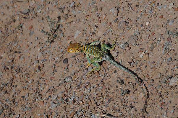 DSC_1830.jpg (4288x2848) NIKON D300 - 18-200mm f/3.5-5.6 // F13 // 1/640 sec // ISO 400 // 200,0 mm // no Flash // 2008:07:10 11:09:19