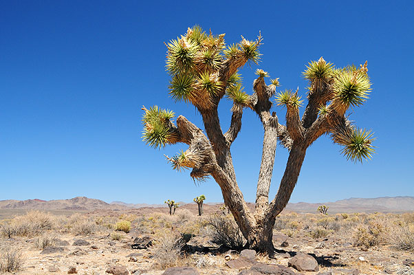 DSC_3583.jpg (4288x2848) NIKON D300 - 18-200mm f/3.5-5.6 // F8 // 1/250 sec // ISO 400 // 24,0 mm // no Flash // 2008:07:22 12:20:22